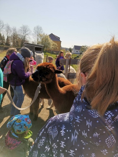 Kinder mit Alpakas