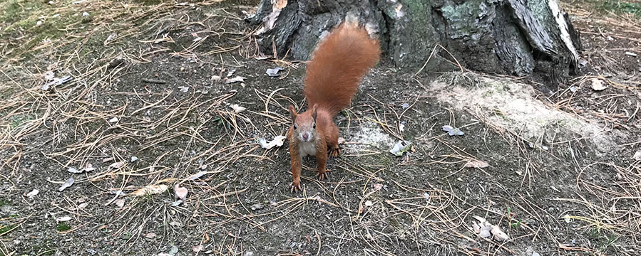 Eichhoernchen auf dem Südfriedhof Leipzig