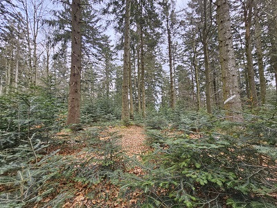 Wald
