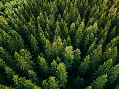Wald Bäume von oben