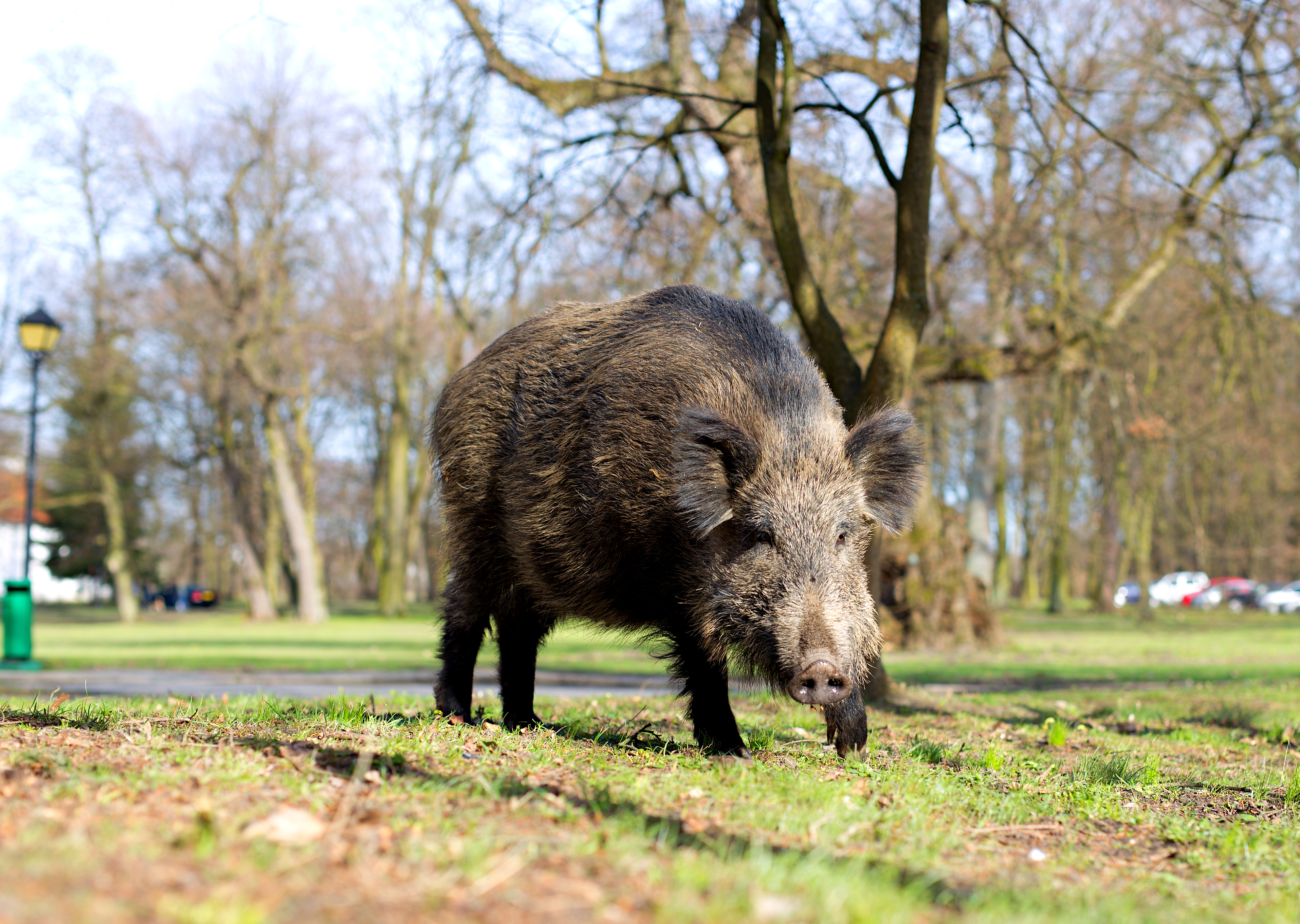 Wildschwein in der Stadt