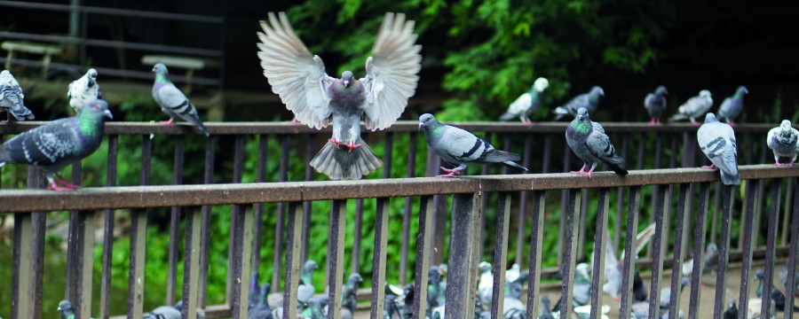 Wildtiere in der Stadt - Was können Kommunen gegen die Tauben machen?