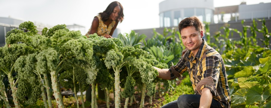 Urban Farming in Paris