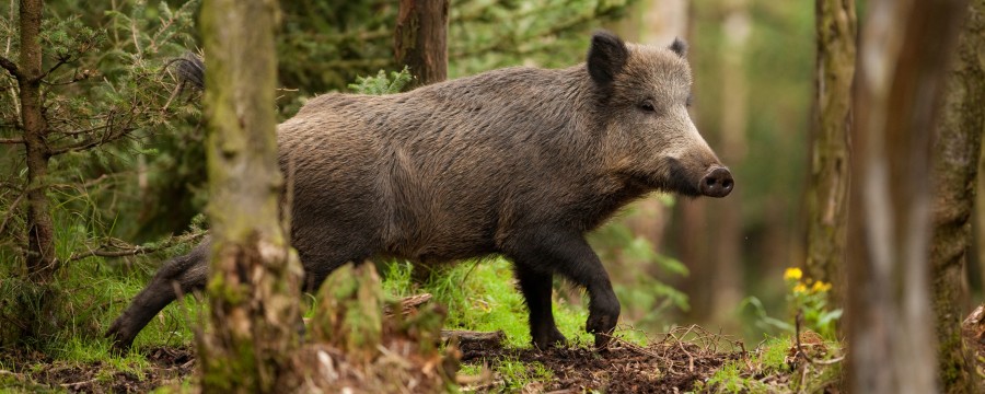 Ein Wildschwein