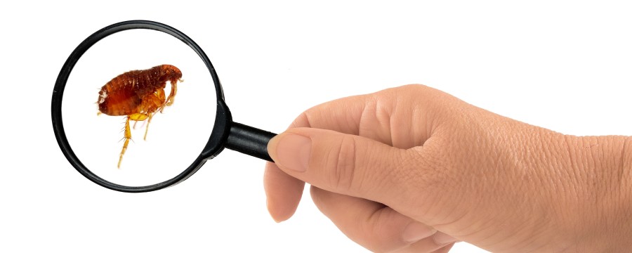 Ein Floh durch das Vergrößerungsglas betrachtet