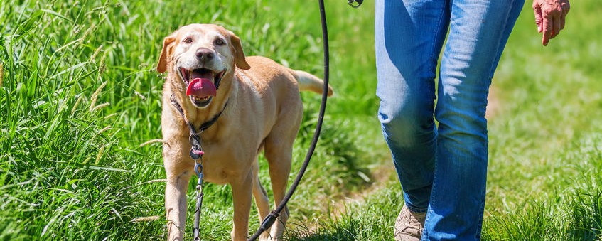 Gassi-Pflicht für Hundebesitzer - frische Luft täte auch einigen Politikern gut - eine Glosse