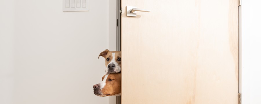 Hundesteuer Kommunen