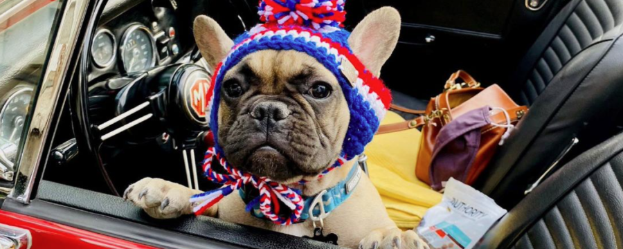 Eine Bulldogge als Bürgermeister - und der ist auch noch käuflich! Alles über die tierische Wahl einer Stadt in den USA