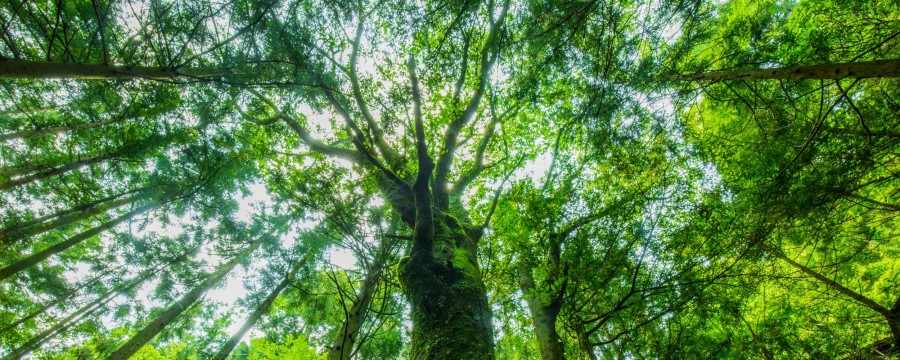 Wald
