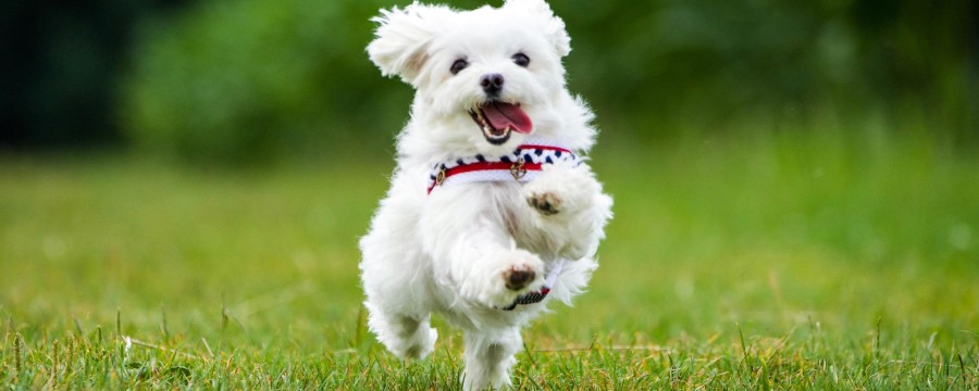 Hund auf Wiese