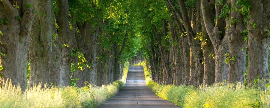 Allee
