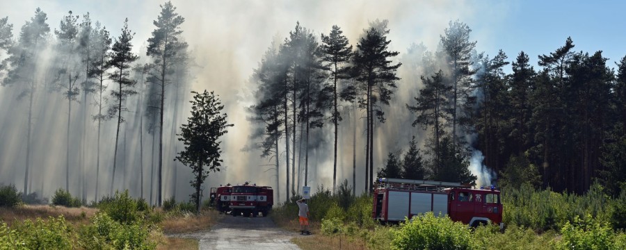 Brennender Wald, davor Einsatzkräfte