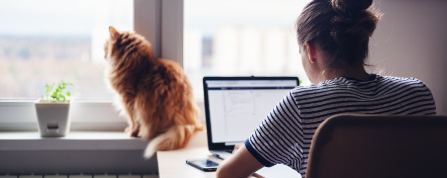 Frau im Homeoffice am PC, daneben eine Katze
