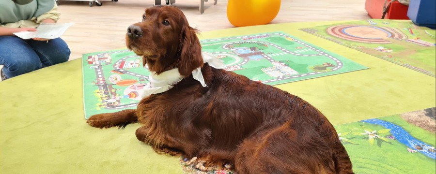 Vorlesehund Milow auf dem Teppich in der Stadtbibliothek