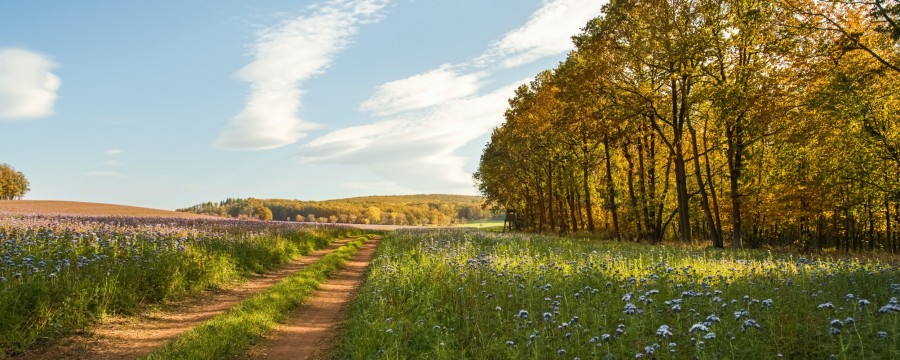 Landschaft