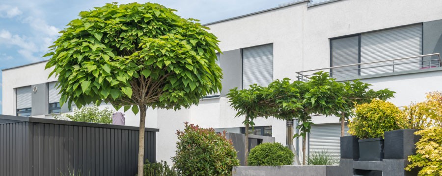 Hausbäume vor Neubau