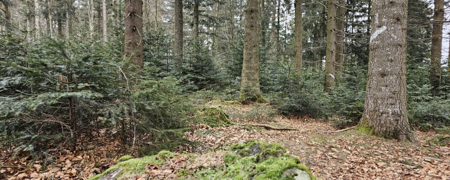 Wald