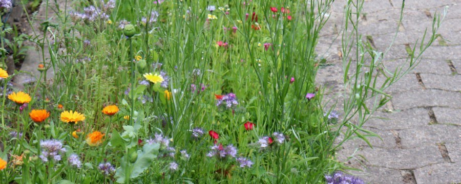 Blühende Wiese