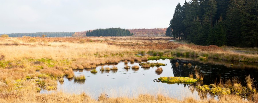 Nasse Moore: Heimat vieler Tiere und Pflanzen und gute Umweltschützer noch dazu.