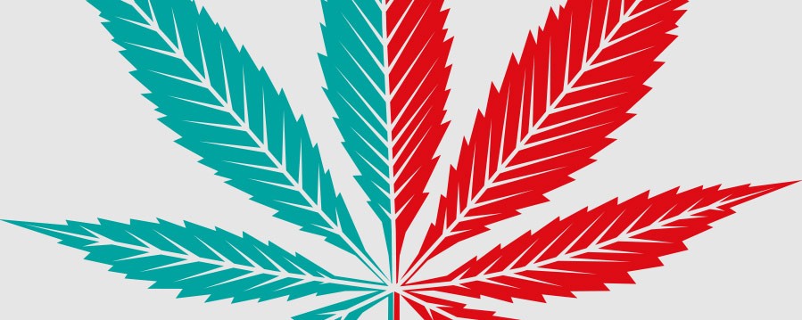 Cannabis Grafik