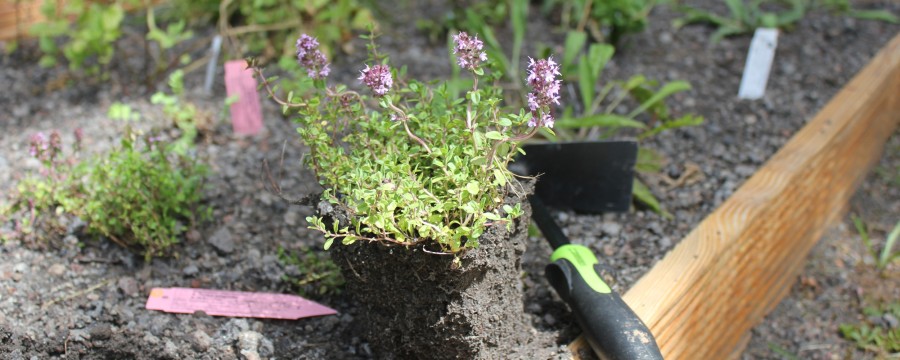 Hier brummt und summt es nun: ein insektenfreundliches Mustergrab in Stuttgart. 