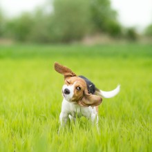 Rheinland-Pfälzische Kommunen nehmen weiterhin Hundesteuer.