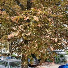 Vergilbte und vertrocknete Blätter am Baum durch Trockenheit