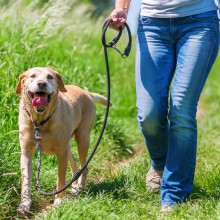 Gassi-Pflicht für Hundebesitzer - frische Luft täte auch einigen Politikern gut - eine Glosse