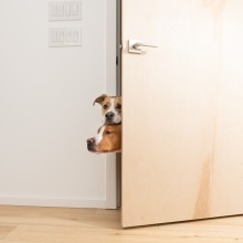 Hundesteuer Kommunen