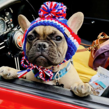 Eine Bulldogge als Bürgermeister - und der ist auch noch käuflich! Alles über die tierische Wahl einer Stadt in den USA 