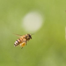 Bienen fliegen in ihren Bienenstock – Futterautomat