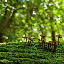 Biodiversität und gesunde Natur