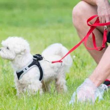 CSI-Hundescheisse - Hundekot ist in fast allen Kommunen ein Problem - warum eine Gemeinde mit einem DNA-Test scheiterte...