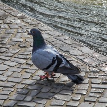 Tauben gelten auch als die "Ratten der Lüfte" - für Kommunen sind sie meist ein Problem - ein Gutachten nimmt Städte nun in die Pflicht
