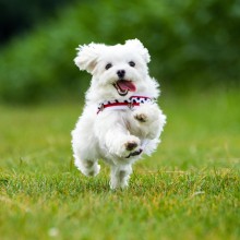 Hund auf Wiese