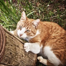 Der Hausarrest für Katzen in Walldorf ist wieder aufgehoben - vorerst! 